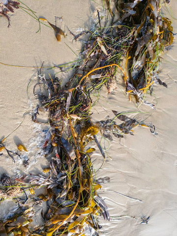 kelp on beach
