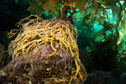 kelp holdfasts