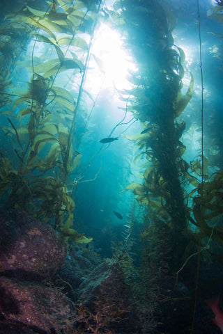 underwater kelp forest