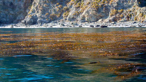 kelp floating on surface of ocean