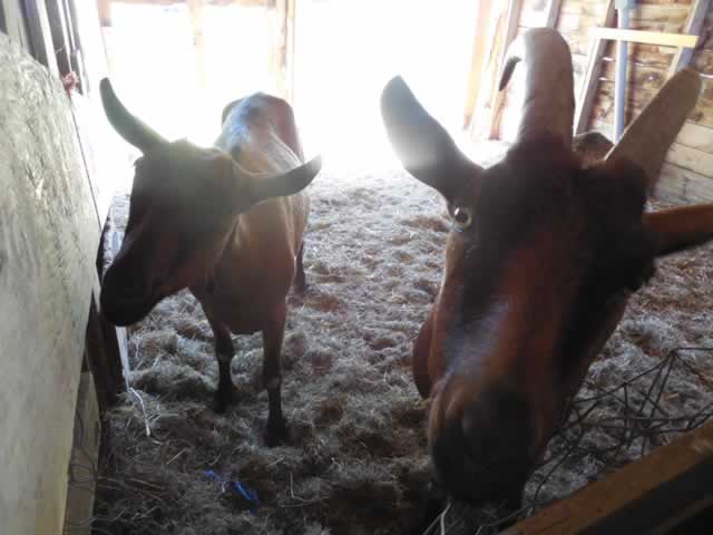 Our resident goats, Murray and Chester