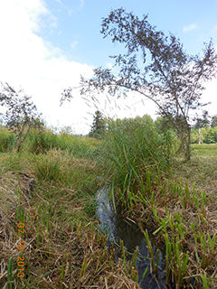 Stream at the farm