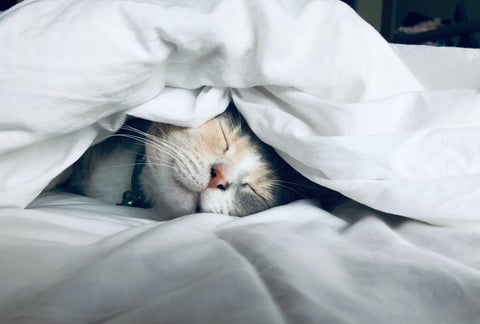cat sleeping in bed with sheets covering the eyes