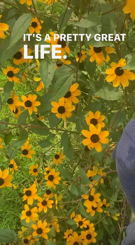 rudbeckia yellow flowers at Live Yummy's Vermont farmhouse studio