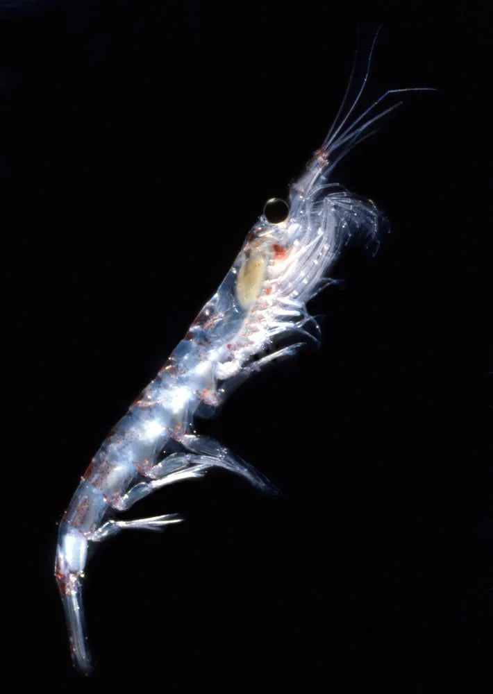 A close-up of a transparent krill against a dark background.