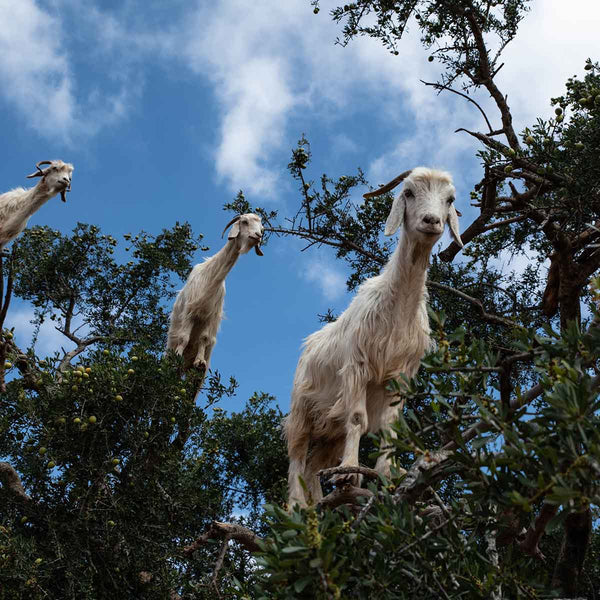 Climbing Goats