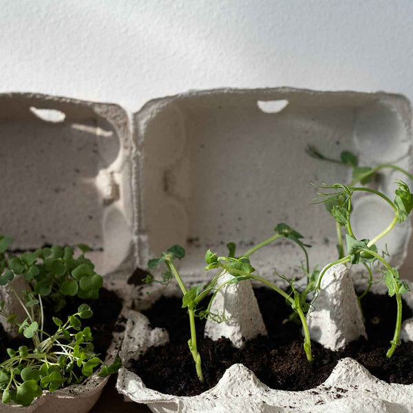 Que pouvez-vous faire pour démarrer le zéro déchet dans vos maisons