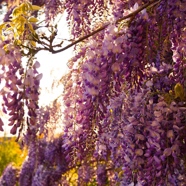 Glycine en fleurs