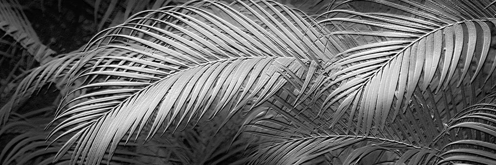 areca palm panorama etched design - black and white