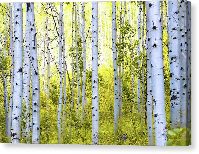 Aspen Glow - Canvas Print