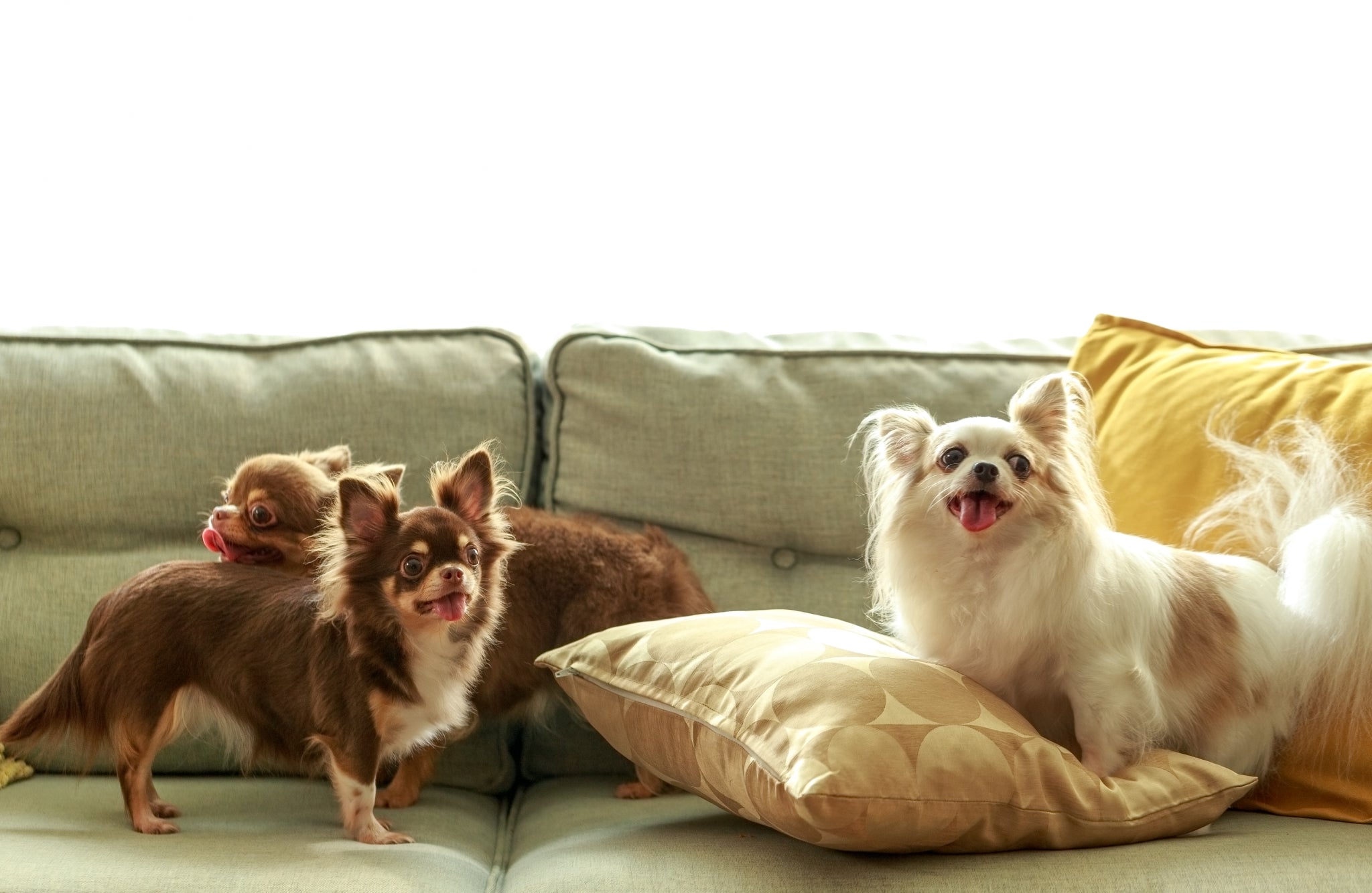 microfiber, the sofa materials that doggo love