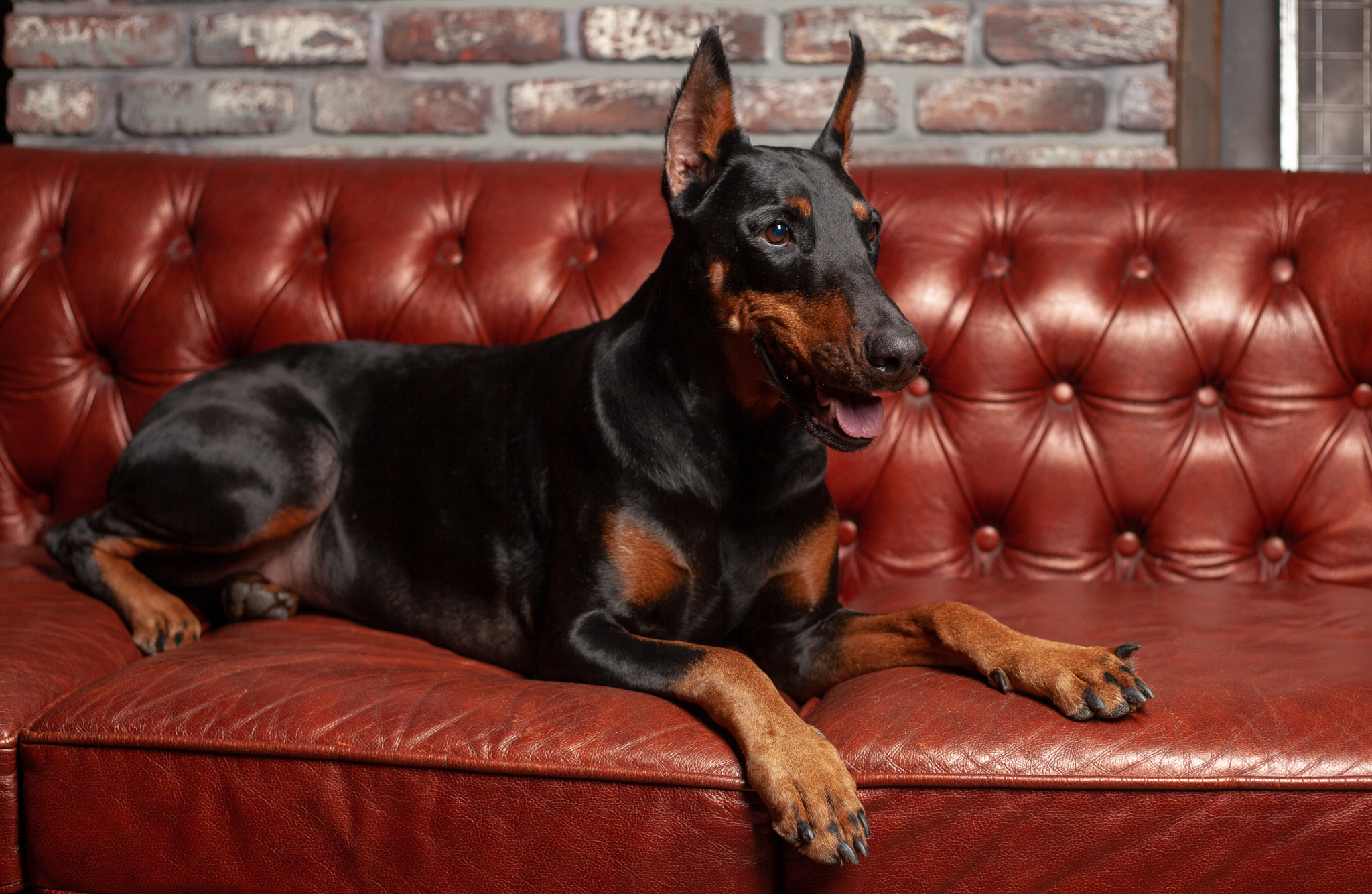 Rottweiler on a red sofa