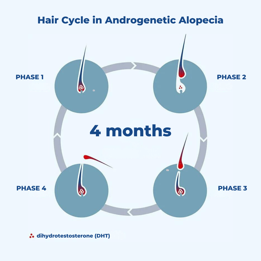 Hair Cycle and Alopecia Androgenetica