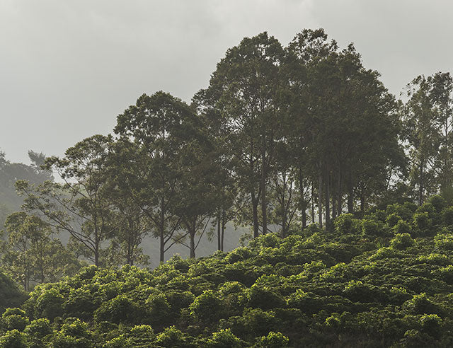 Turrialba