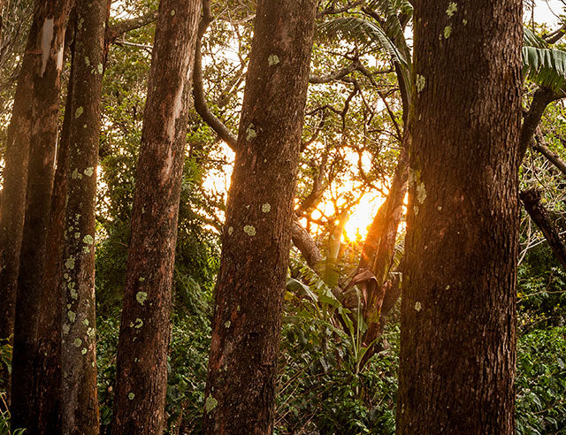 Guanacaste