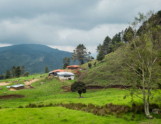 Tarrazú