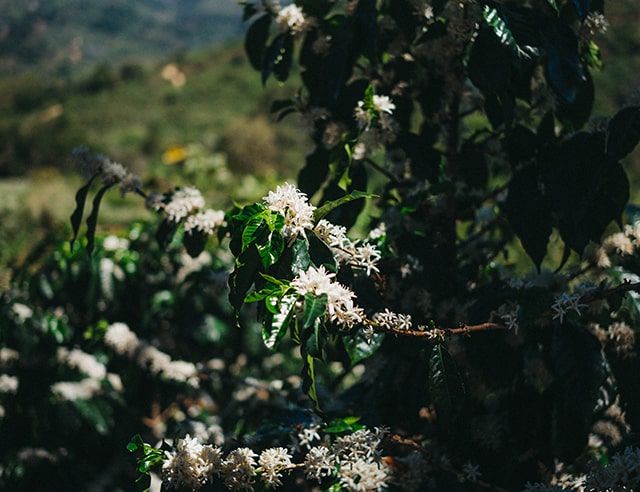 a year in coffee