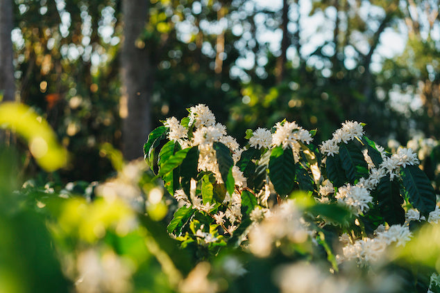 flores de cafe