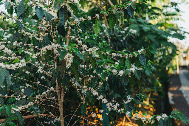 Coffee Flowes