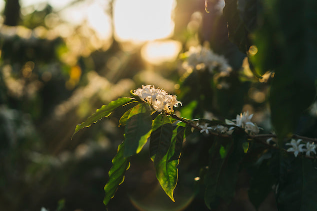 Coffee Flowers