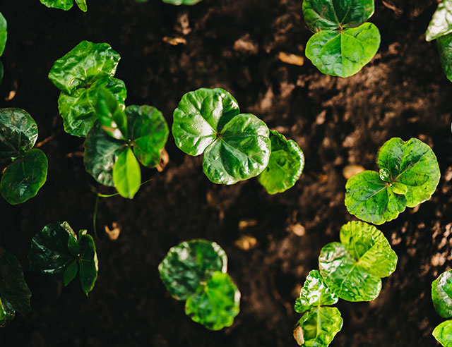 coffee plant