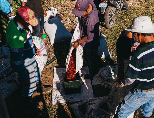 harvesting