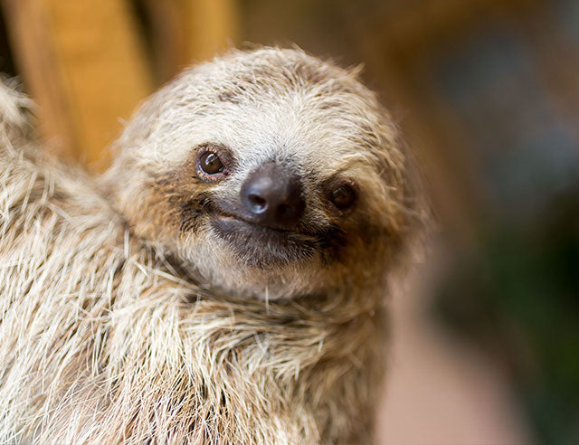 sloth