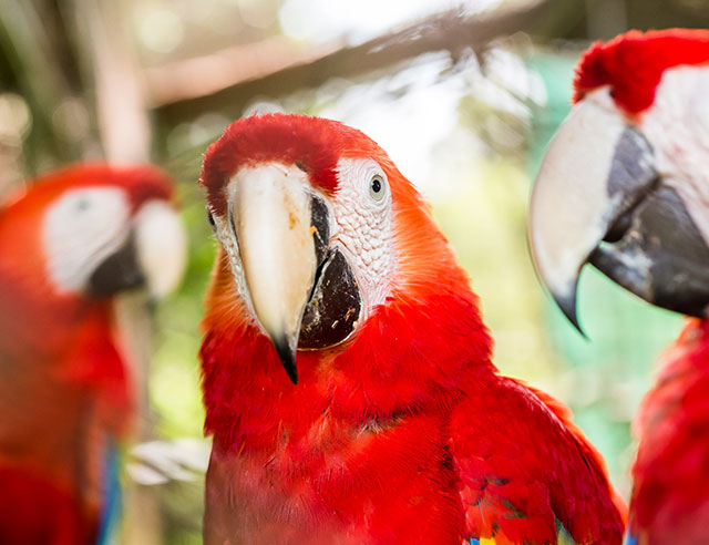 macaws