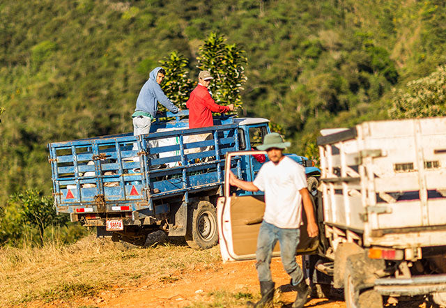 harvest