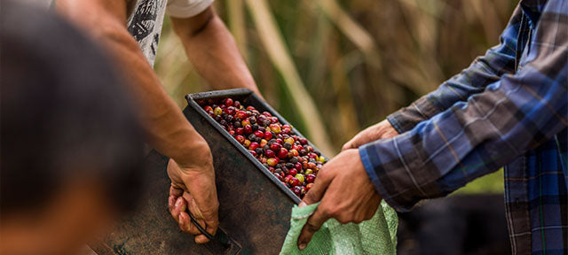 harvest