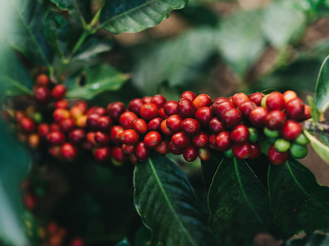 COFFEE, A SYMBOL OF COSTA RICA