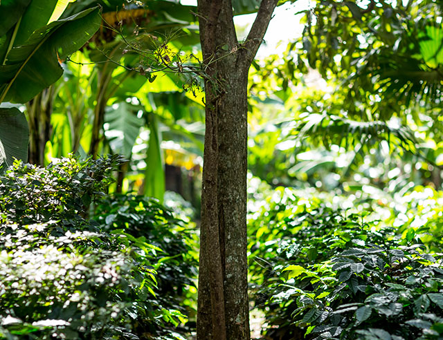 PRODUCCIÓN SOSTENIBLE, DE CULTIVO ORGÁNICO