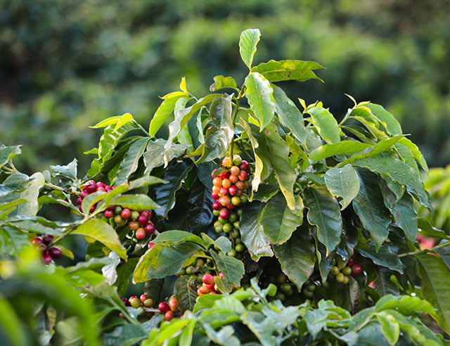 PRODUCCIÓN SOSTENIBLE, DE CULTIVO ORGÁNICO