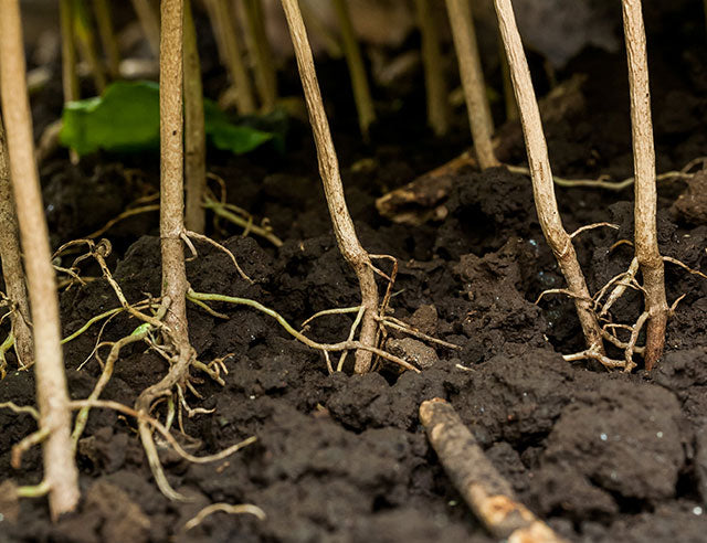 PRODUCCIÓN SOSTENIBLE, DE CULTIVO ORGÁNICO