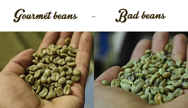 THE DIFFERENCES BETWEEN GOURMET AND REGULAR COFFEE