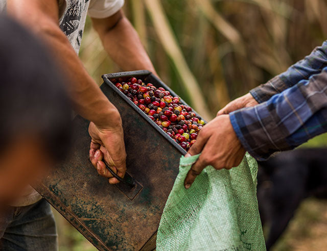 THE DIFFERENCES BETWEEN GOURMET AND REGULAR COFFEE