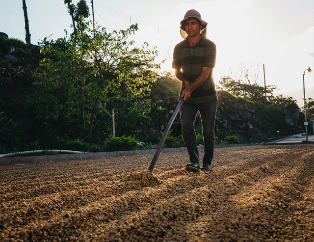 WHY DOES COSTA RICA GROW COFFEE?