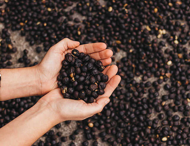 FORMAS DE MANTENER SOSTENIBLE EL CULTIVO DEL CAFÉ