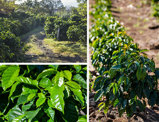 WAYS TO KEEP COFFEE FARMING SUSTAINABLE