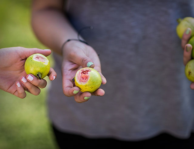 fruits