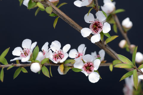 manuka honey