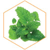 LEMON BALM