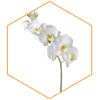 ORCHID STEM CELLS