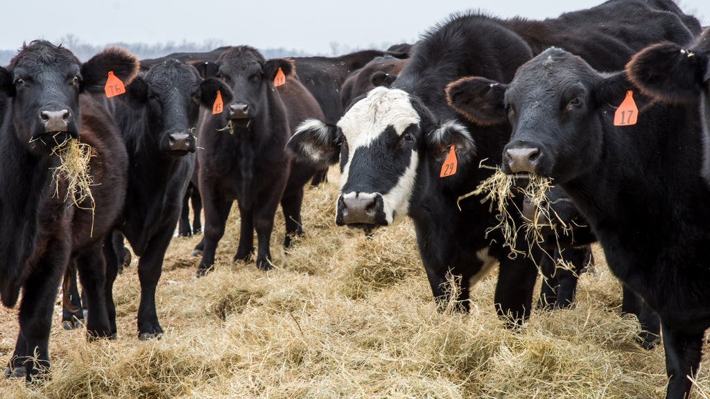 Treatment options for coccidiosis in cattle
