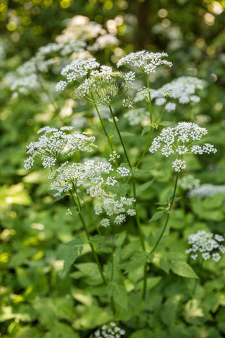 Greedweed dans la pelouse