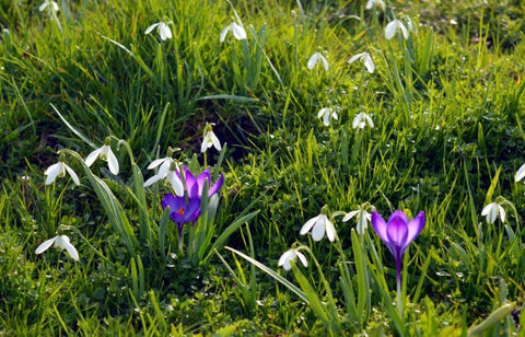 prairie fleuris