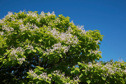 Tailler un catalpa commun