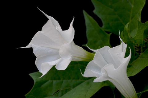 Datura blanc