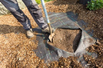 Combattez les orties avec de la toison de mauvaises herbes