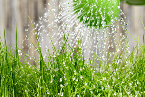 Rasen bewässern mit Gießkanne